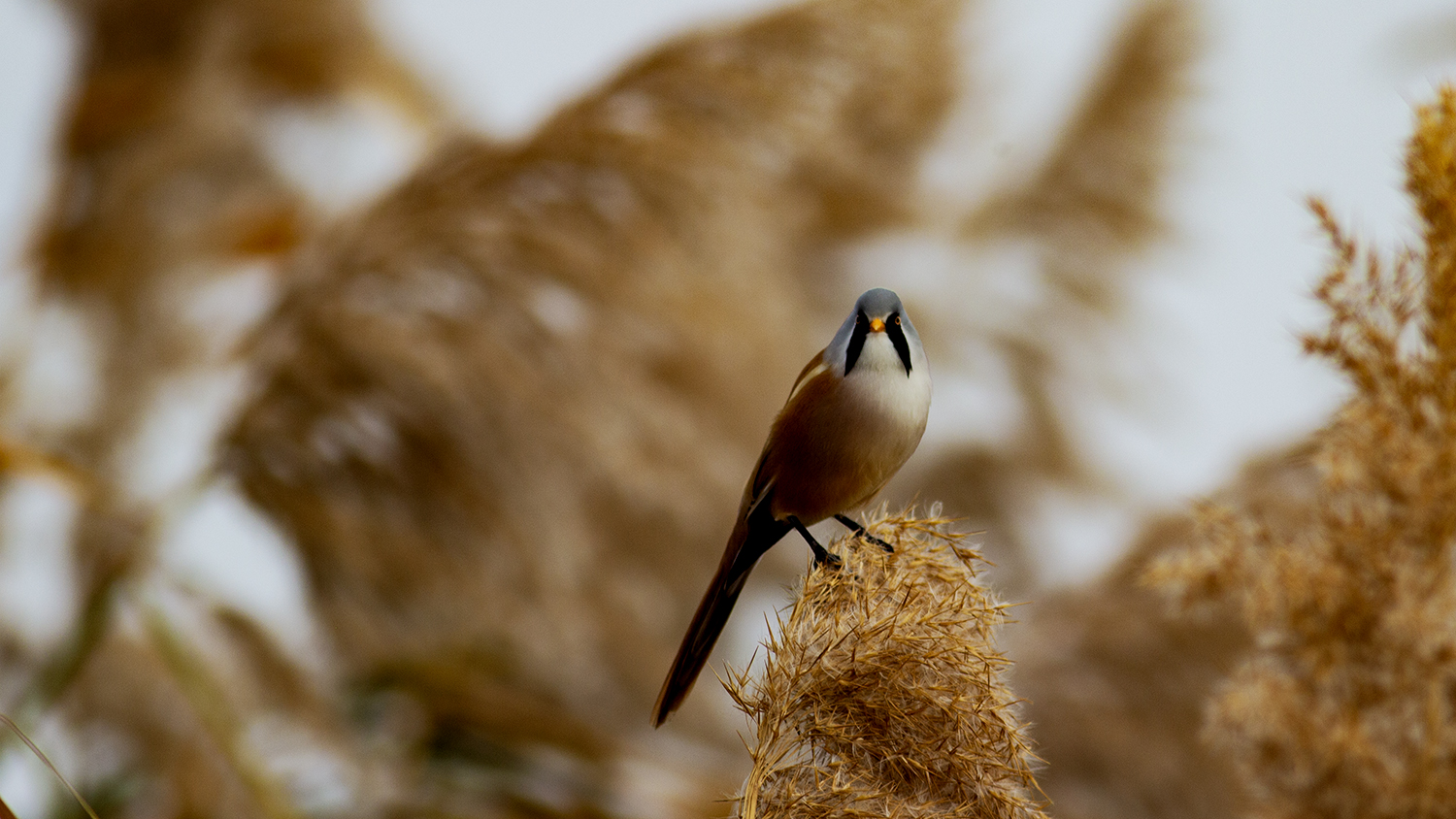 Bearded Reedling — Ana fotoğraf